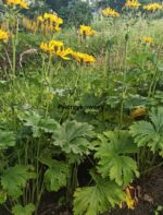 Języczka dłoniasta Ligularia palmatiloba - obrazek 4