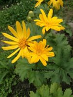 Języczka dłoniasta Ligularia palmatiloba - obrazek 5