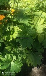 Języczka dłoniasta Ligularia palmatiloba - obrazek 3