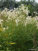 Krwiściąg 'Figaro' Sanguisorba 'Figaro' - obrazek 3