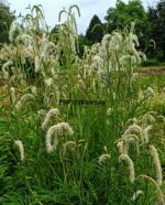 Krwiściąg 'Figaro' Sanguisorba 'Figaro' - obrazek 2