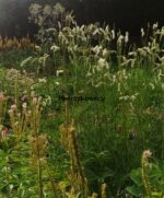 Krwiściąg 'Figaro' Sanguisorba 'Figaro' - obrazek 4