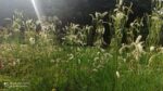 Krwiściąg 'Figaro' Sanguisorba 'Figaro' - obrazek 5